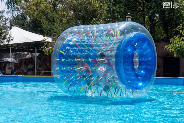 Vive un verano divertido con las burbujas y rodillos acuáticos del Zoológico de Morelia