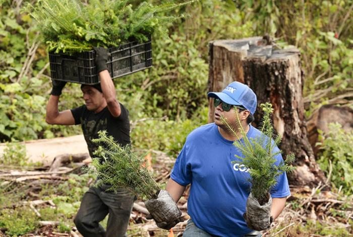 Voluntarios se suman a programa de reforestación para plantar 12 mil árboles en México