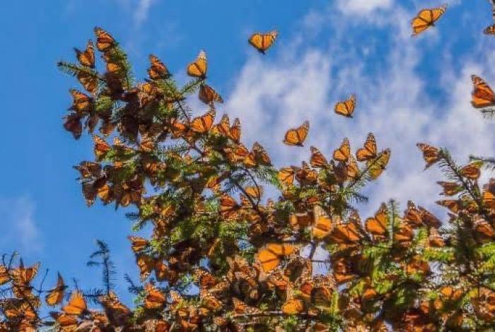 Vota por la Mariposa Monarca en los premios Lo Mejor de México