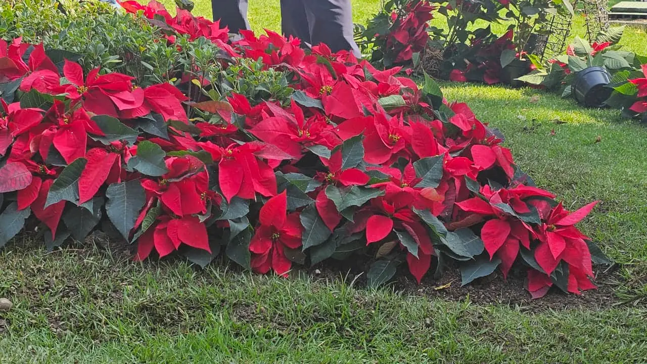 Ya se registró robo y vandalismo en decoración navideña