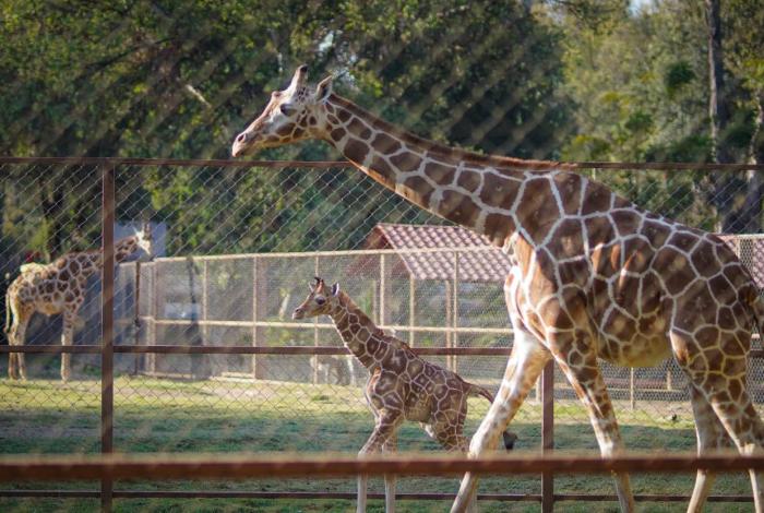 Zoo de Morelia buscará intercambio genético de jirafas con otros parques del país