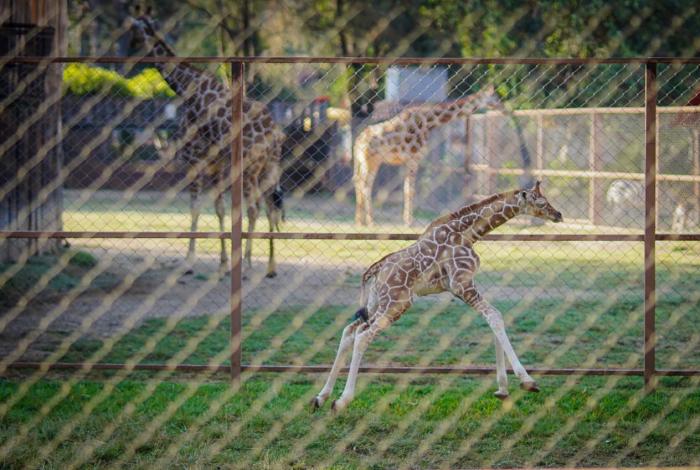 Zoo de Morelia cierra el 2025 con una bienvenida de altura