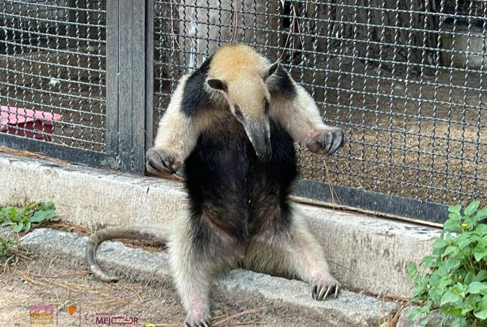 Zoológico de Morelia acoge monos araña y tamandúa para su rehabilitación