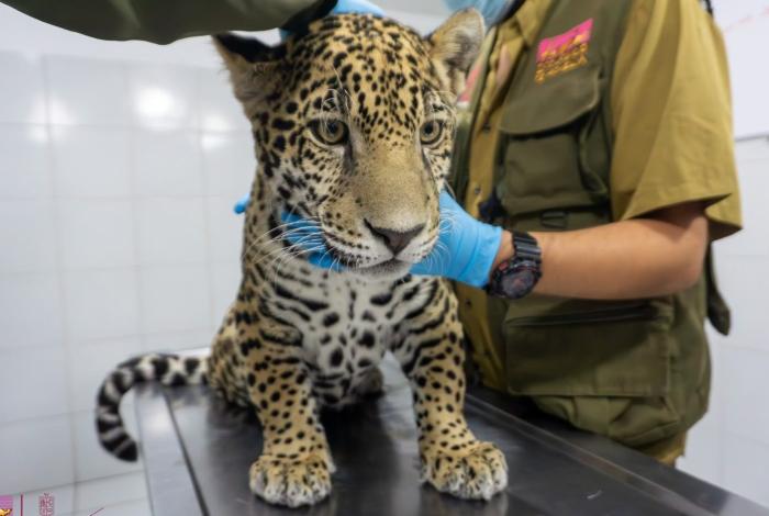 Zoológico de Morelia ha recibido más de 450 animales rescatados