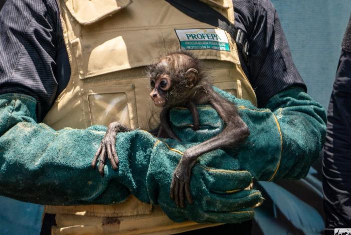 Zoológico denunciará maltrato grave contra mono araña decomisado en Pajacuarán 