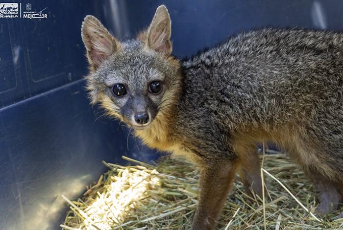 Zorro gris rescatado regresa a su hábitat tras ser rehabilitado por el Zoológico de Morelia