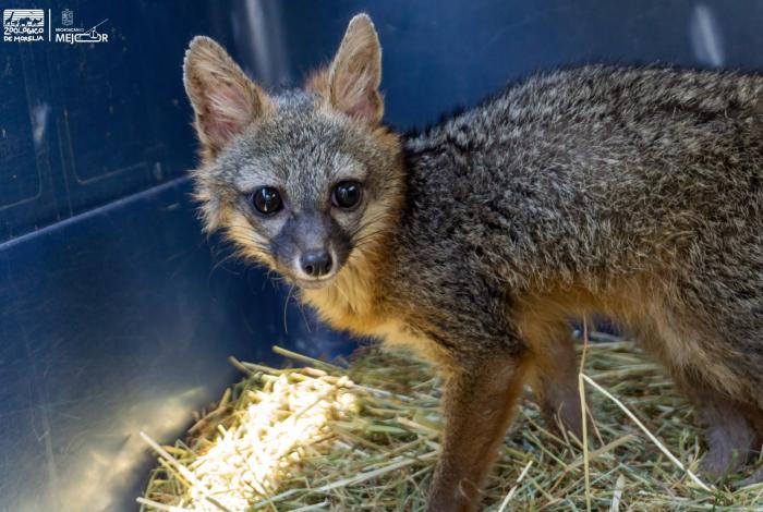 Zorro gris rescatado regresa a su hábitat tras ser rehabilitado por el Zoológico de Morelia